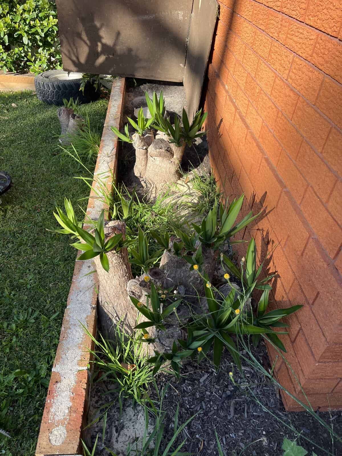 Multiple yucca plants in a narrow garden bed against brick, the tight-access situation our 740mm machine is built for