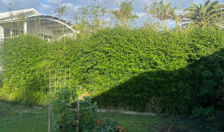 Tree and shrub removal service in a lush garden setting.