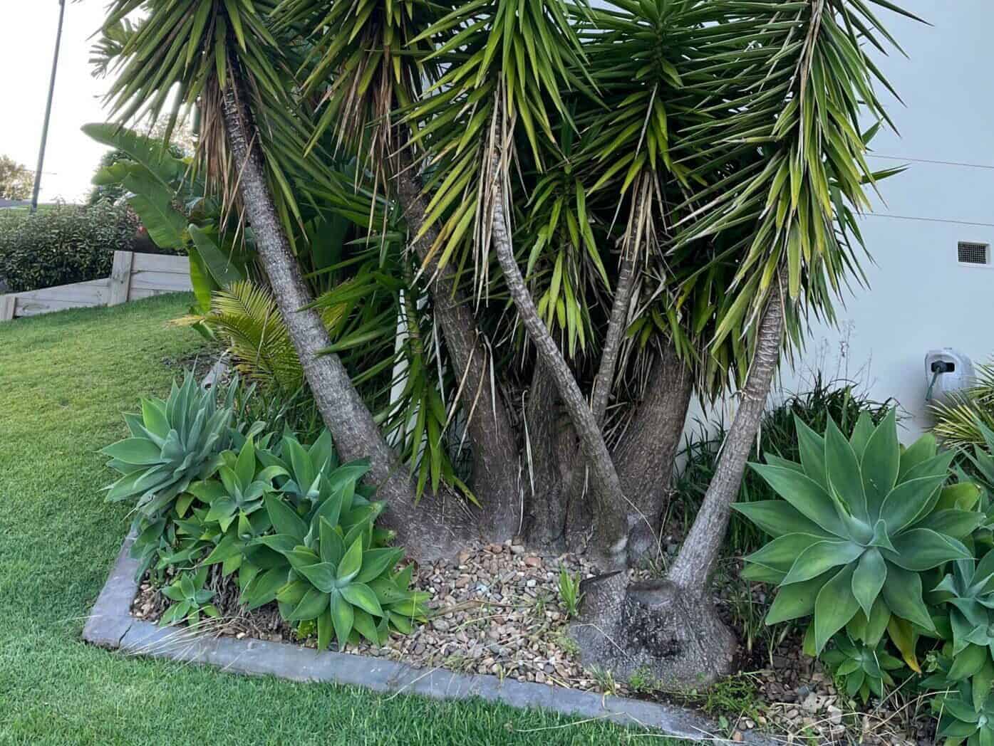 Yucca removal — before and after, plants gone and ground levelled.