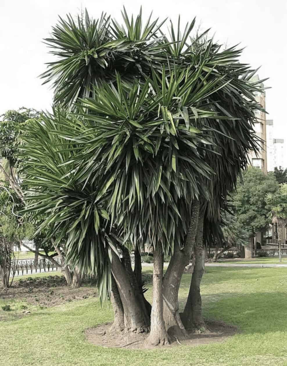 Tree with thick trunk and spiky green leaves in a park setting.