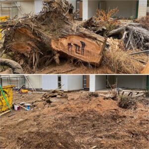 Professional stump grinding in Southside with efficient removal of tree stumps.