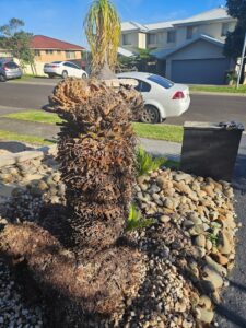 Palm tree stump grinding service in a suburban yard, with clear focus on the freshly ground stump.