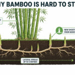 Cross-section of bamboo roots showing underground rhizome network and root barrier zone.