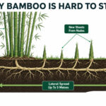 Deep bamboo root system diagram showing underground rhizome network and root barrier zone.