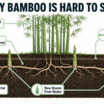 Diagram of bamboo root system showing underground rhizome network and root barriers.