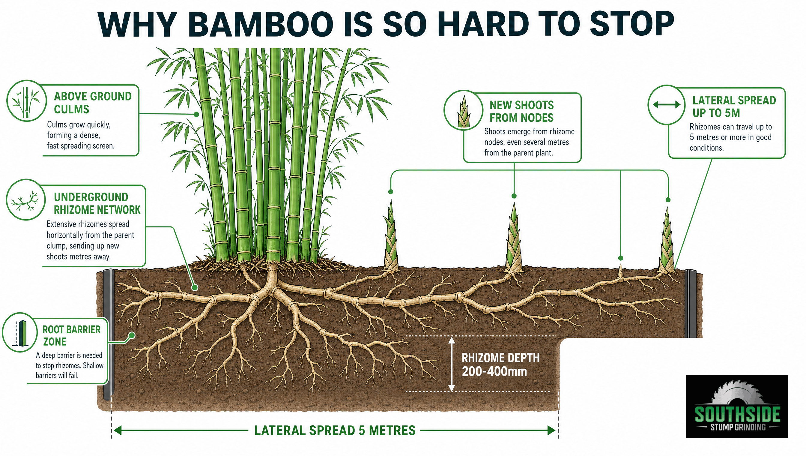 Why bamboo is so hard to stop, underground rhizome network spreading 5 metres laterally with new shoots emerging from rhizome nodes