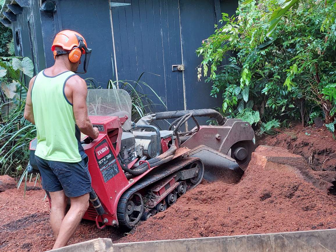 Yucca removal in the Southern Highlands