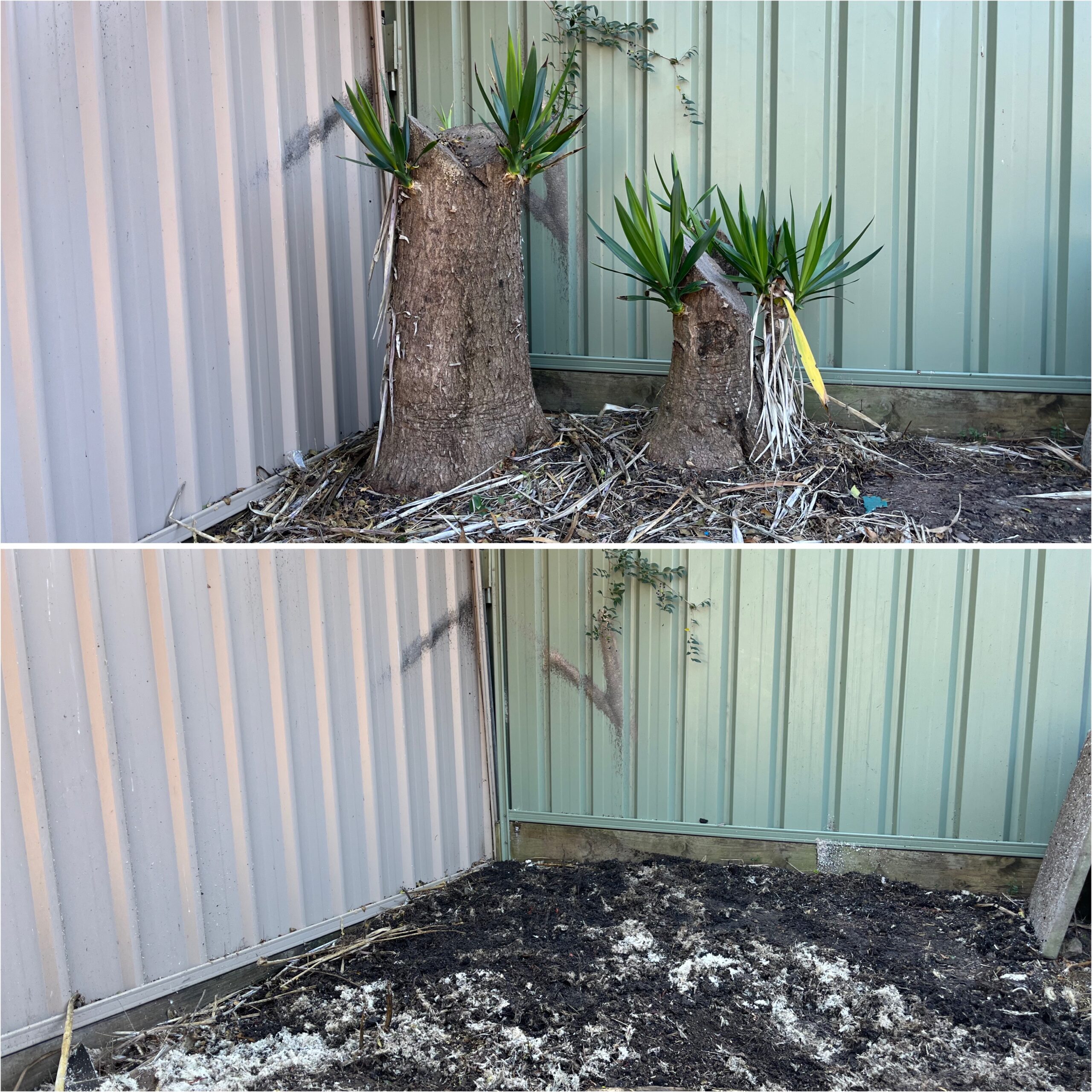 Before and after yucca removal showing the exposed root crown and lateral roots, Southside Stump Grinding job in the Southern Highlands