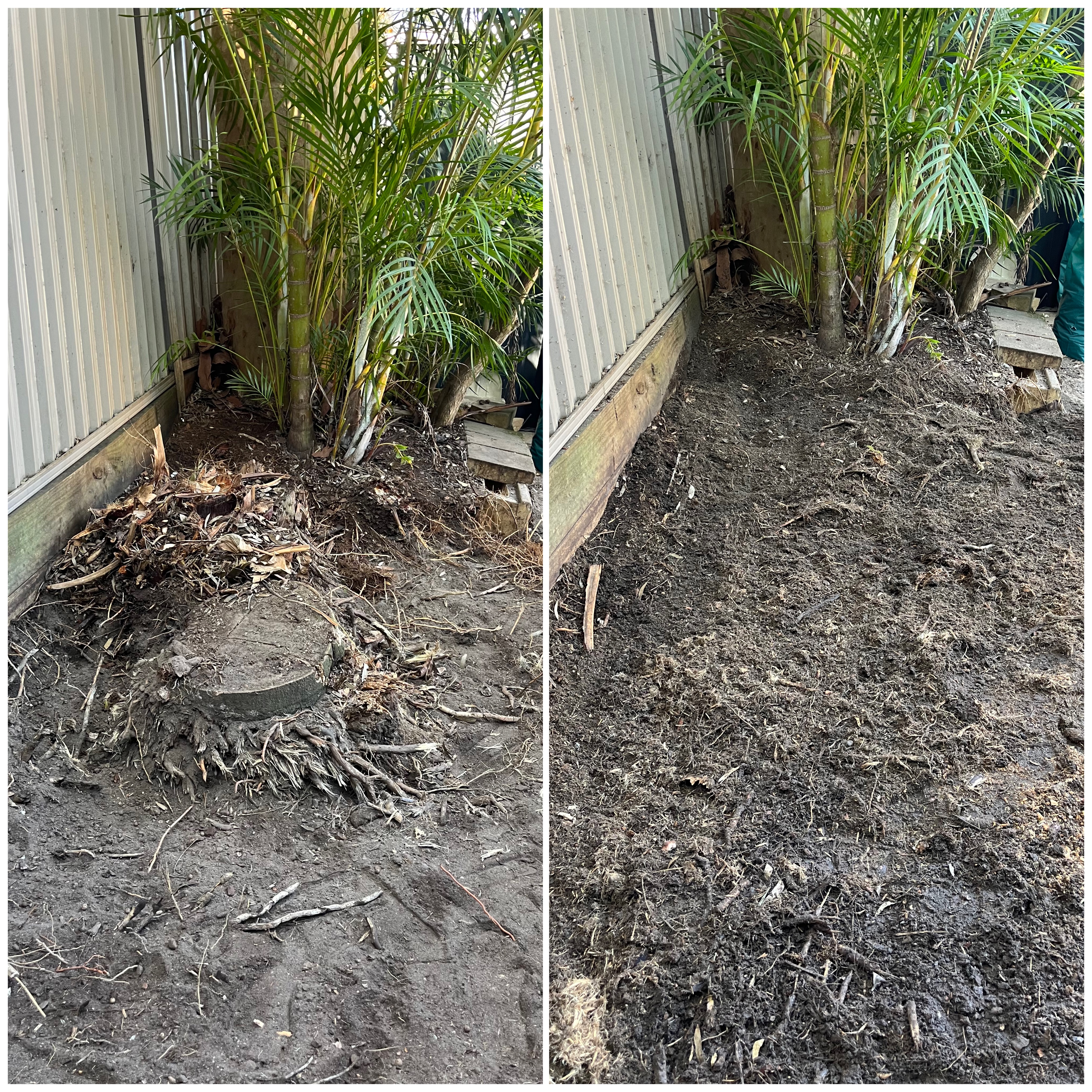 Before and after of a palm removed from a narrow Illawarra side passage, ground crown and all