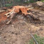 Tree stump removal after grinding process in a backyard.