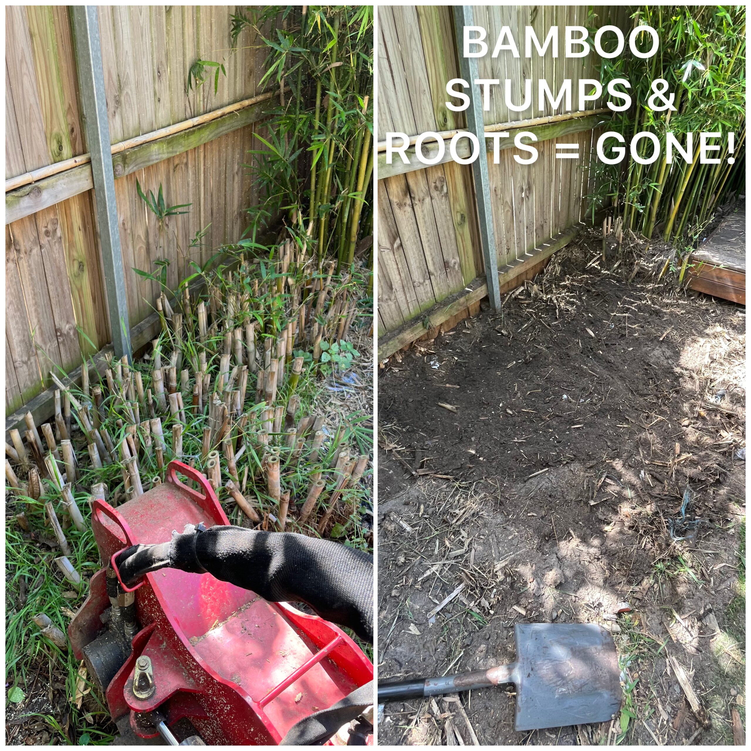 Before and after bamboo removal with stumps cleared from the ground, a typical residential job in our service area