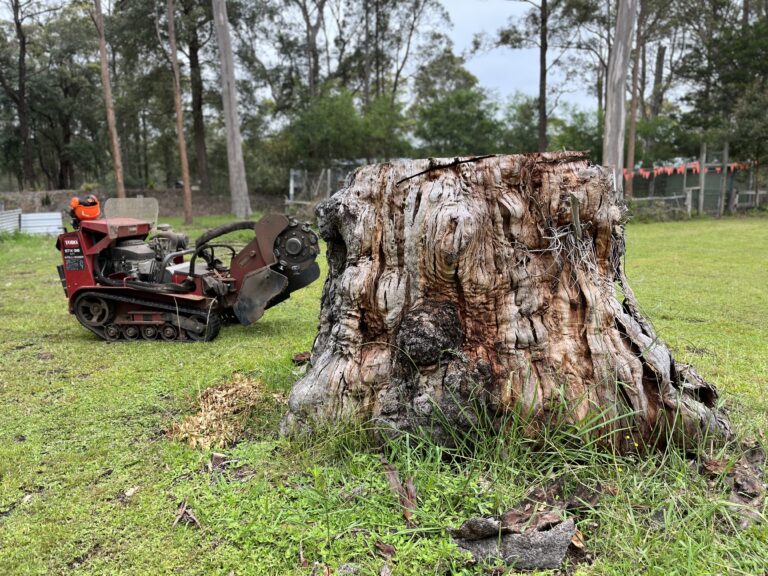 Tree stump removal service in a forested location with equipment visible.