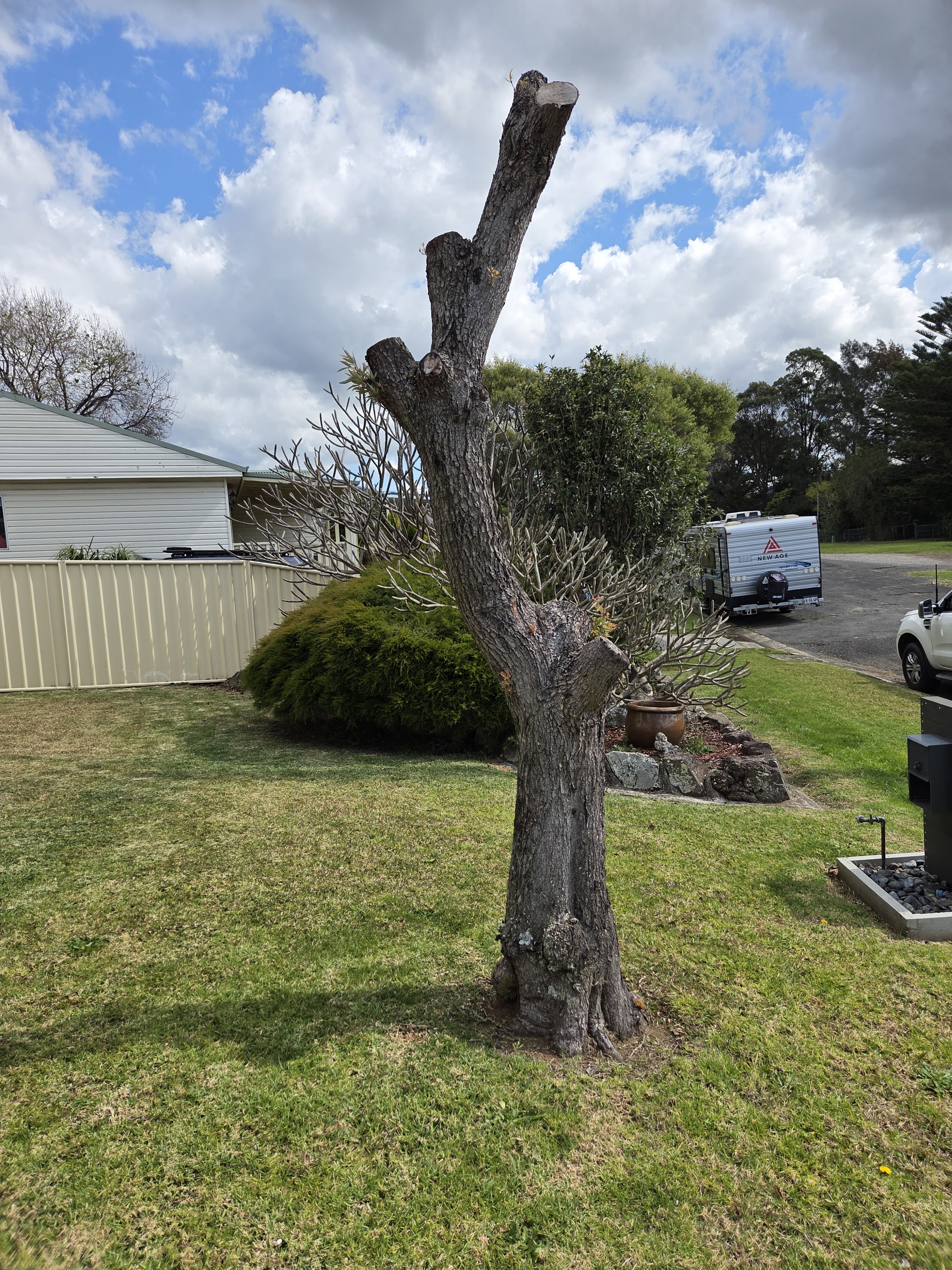 Small tree removal in Wollongong and the Illawarra