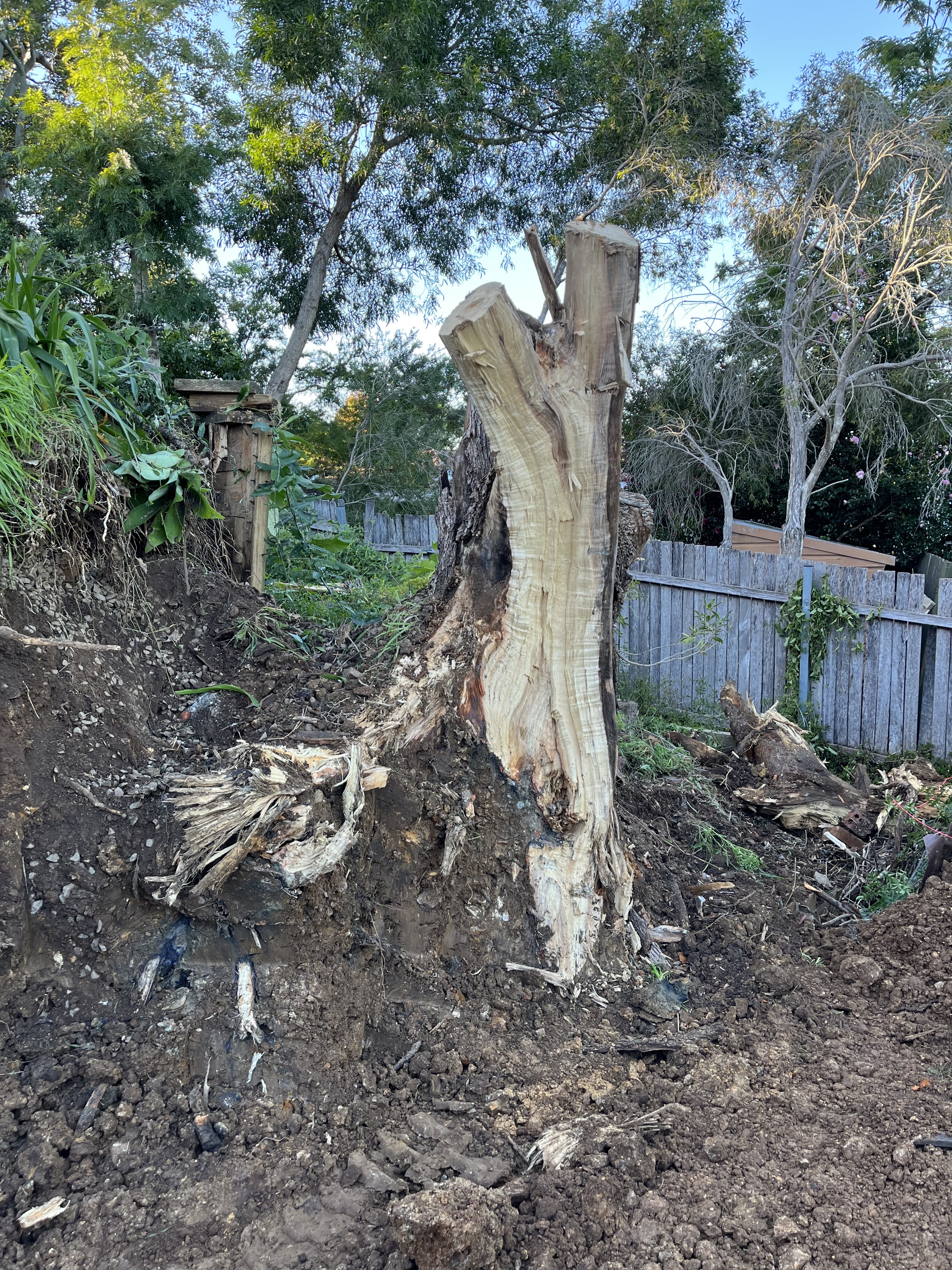 Large dead tree stump removed from a bushland-bordered Wollongong yard by Southside Stump Grinding